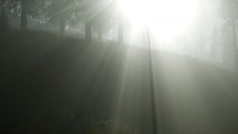 Bosque-En-La-Niebla-De-La-Mañana-De-Otoño